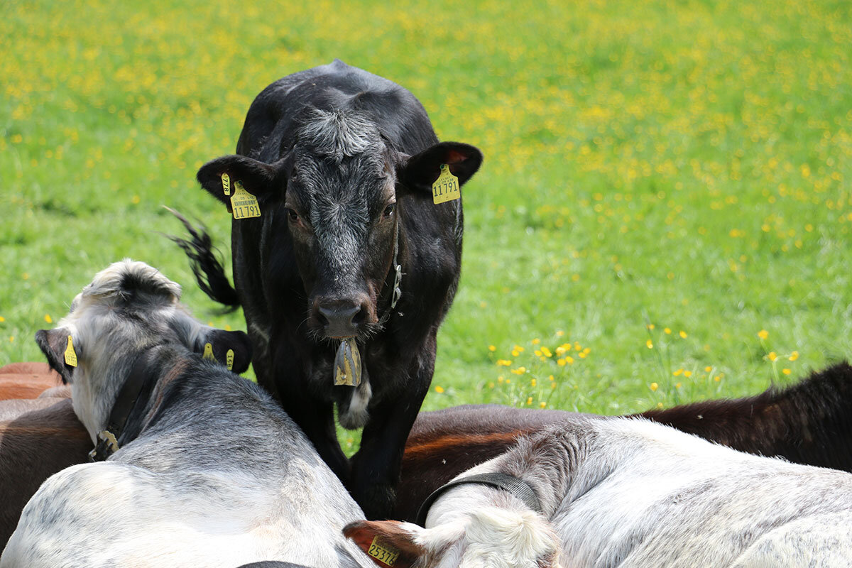Landwirtschaft Waldgasthaus Tobias
