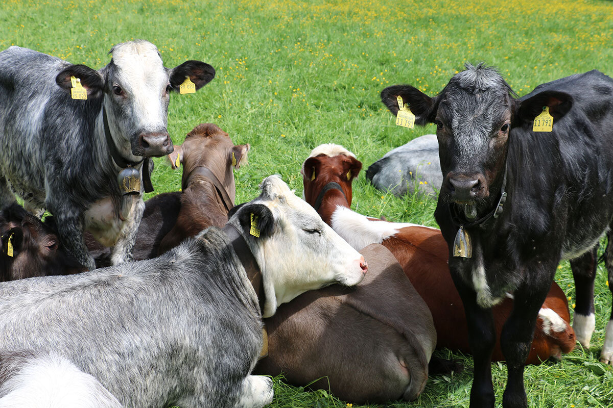 Landwirtschaft Waldgasthaus Tobias
