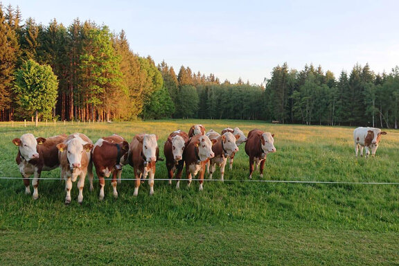 Landwirtschaft Waldgasthaus Tobias