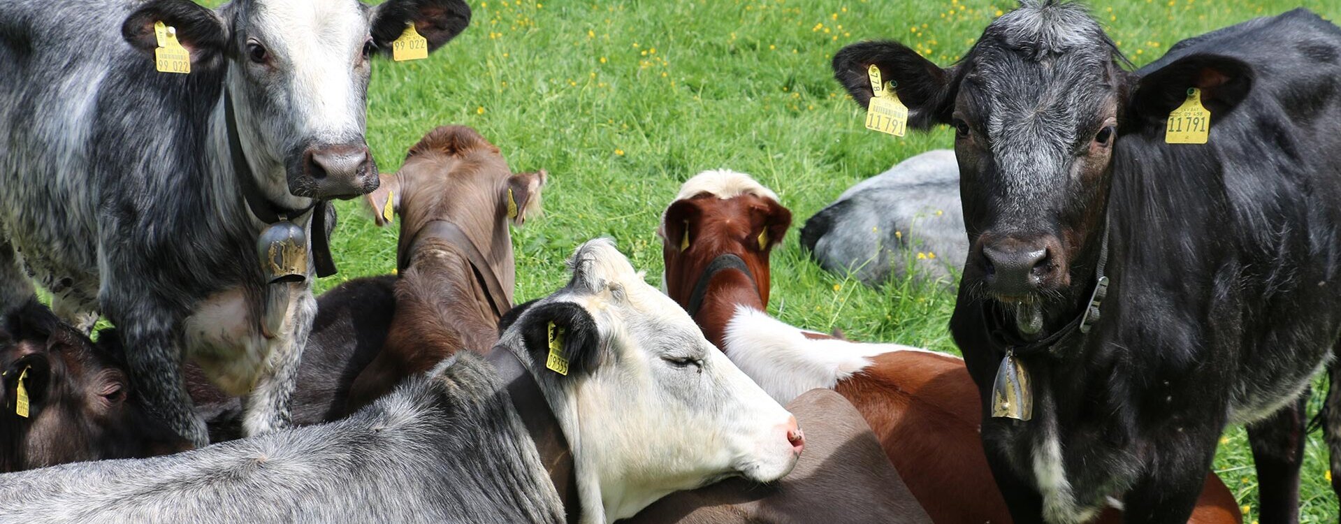 Landwirtschaft im Waldgasthaus Tobias